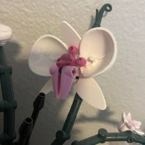 Orchid image 2